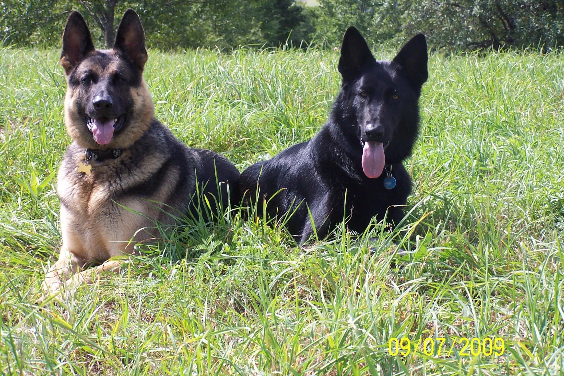 About Us — Alpha Dog K9