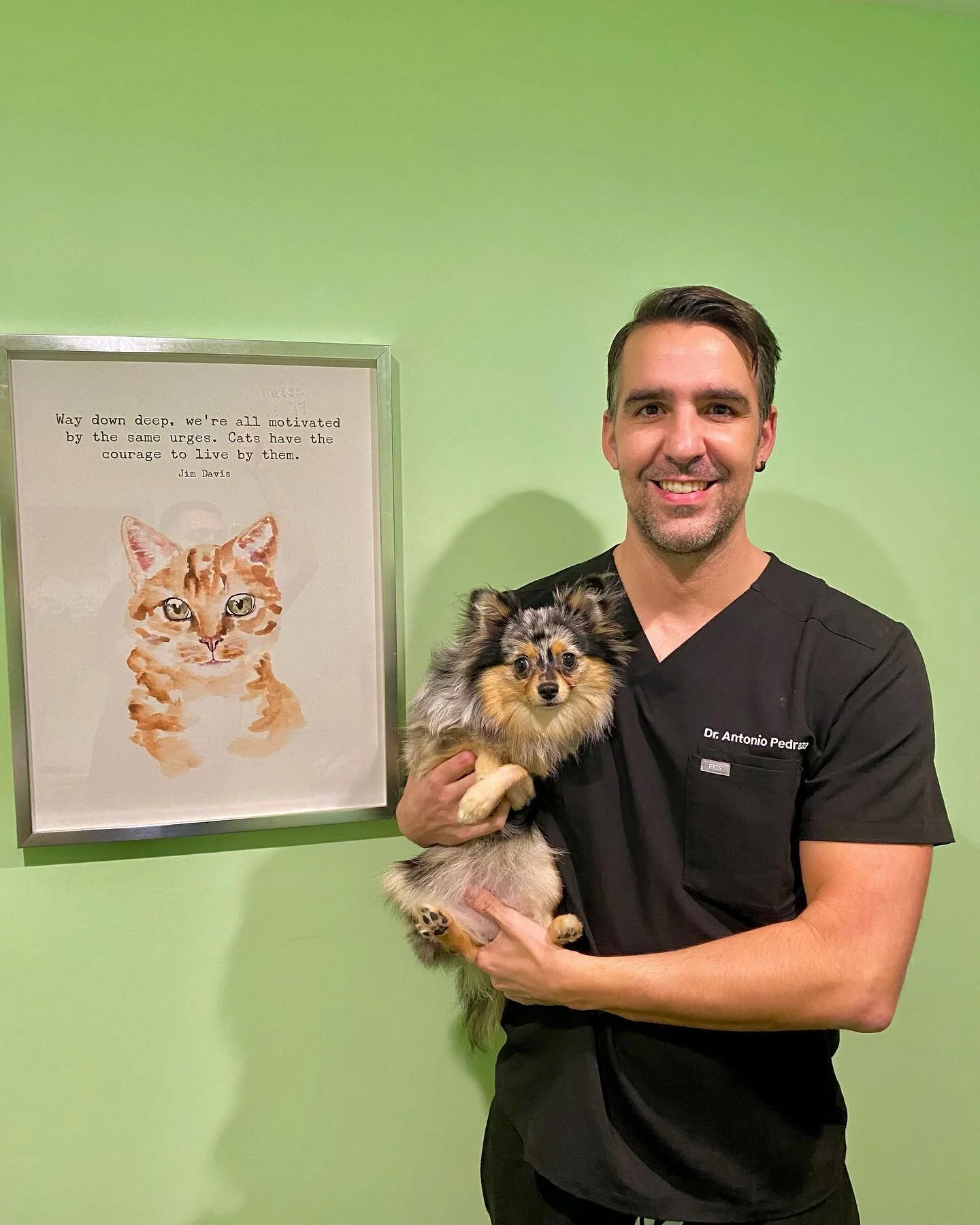 Meet Truffle. Truffle&rsquo;s parents had emailed us right before Christmas to ask if we can repair bilateral (both sides) of Truffles front limbs (radius/ulna). Dr Pedraza was able to squeeze Truffle in before the holidays and we were able to repair