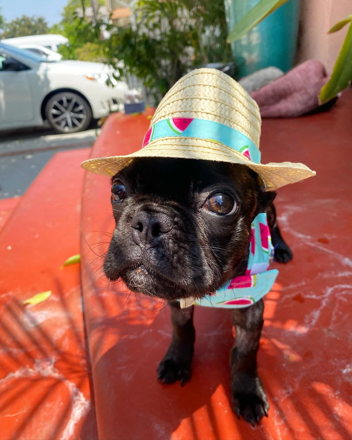 Meet Stitch! He is the lovely pet of my assistant, Junior&rsquo;s family. They adopted him at 2 months old and he constantly regurgitated his food after eating. He was brought in to see me and we found an abnormal condition when we saw his x-rays. Hi