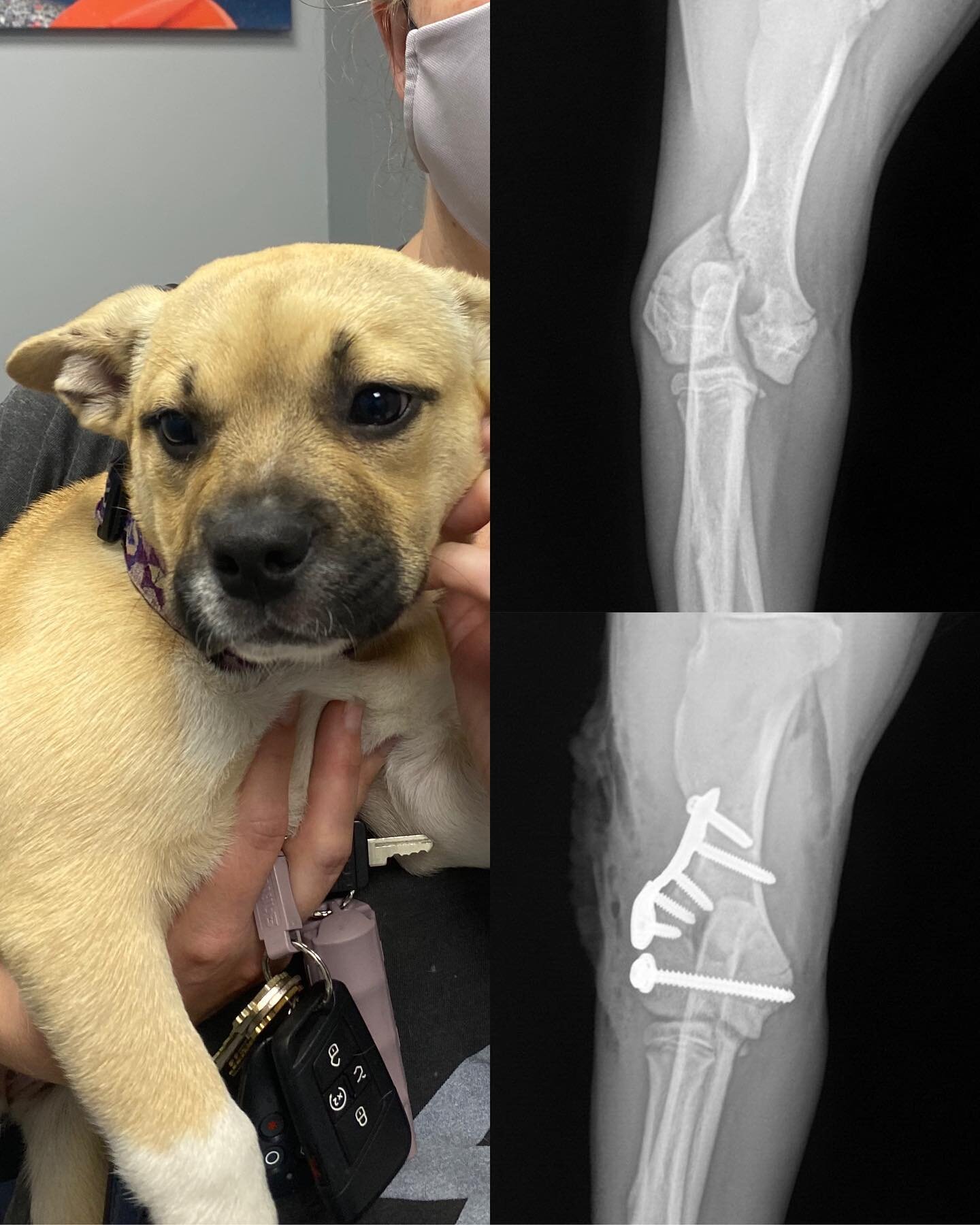Meet Carnegie she was rescued by @wagsandwalks rescue and was diagnosed with a condylar fracture. Due to her age it was very important to do the procedure as quickly as possible because the fracture was in the elbow joint. The procedure was successfu