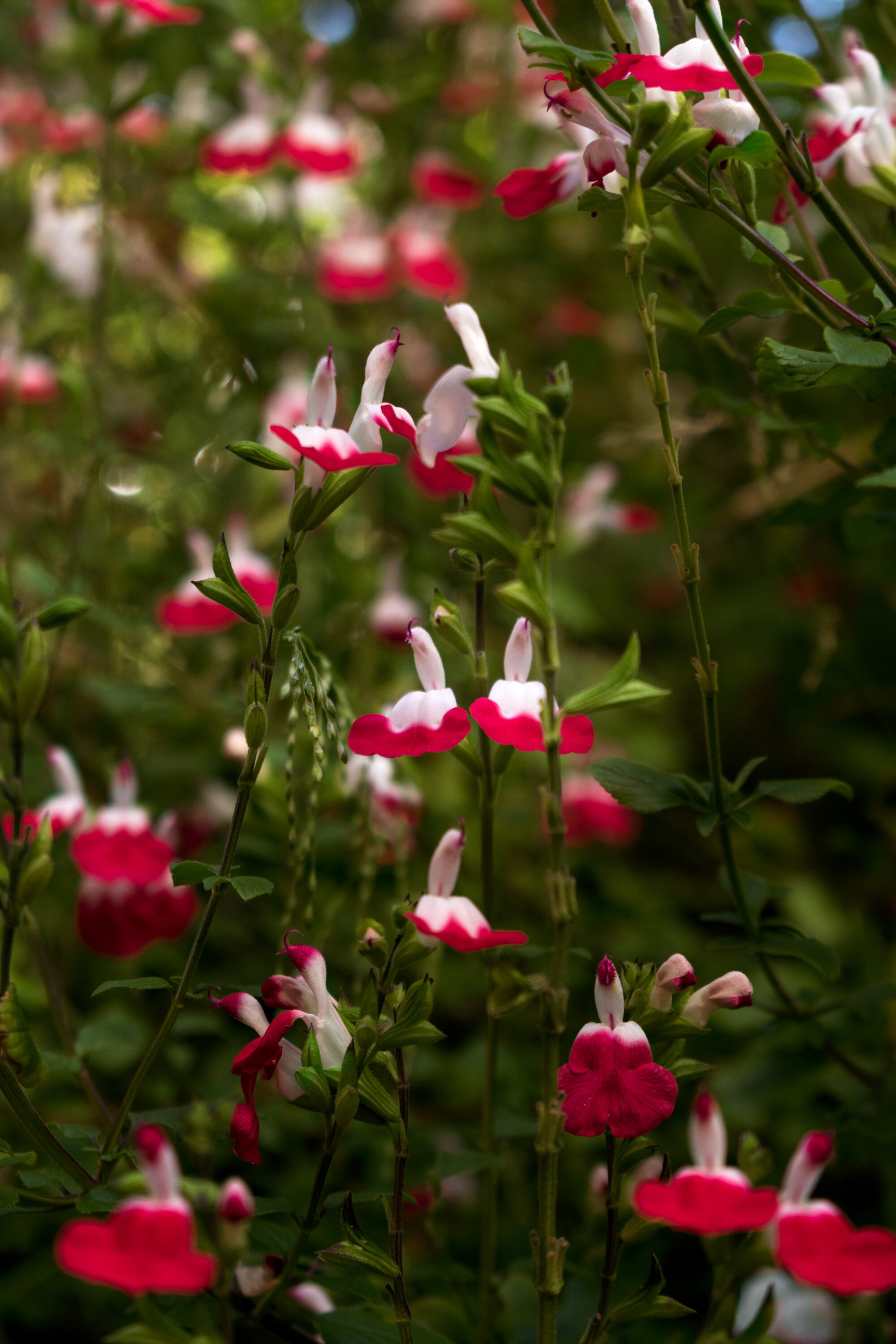 aguerra_garden_091421.jpg