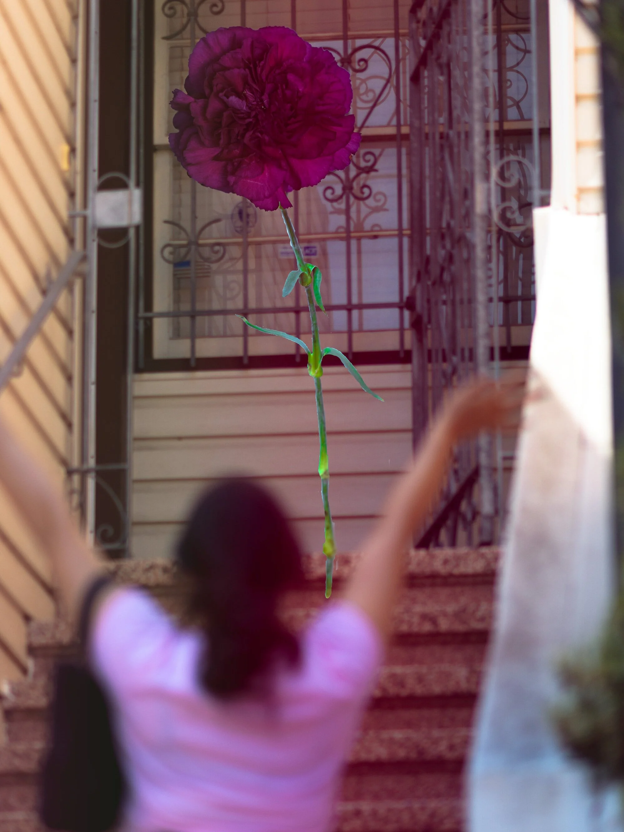 aguerra_carnation__3_091421.jpg