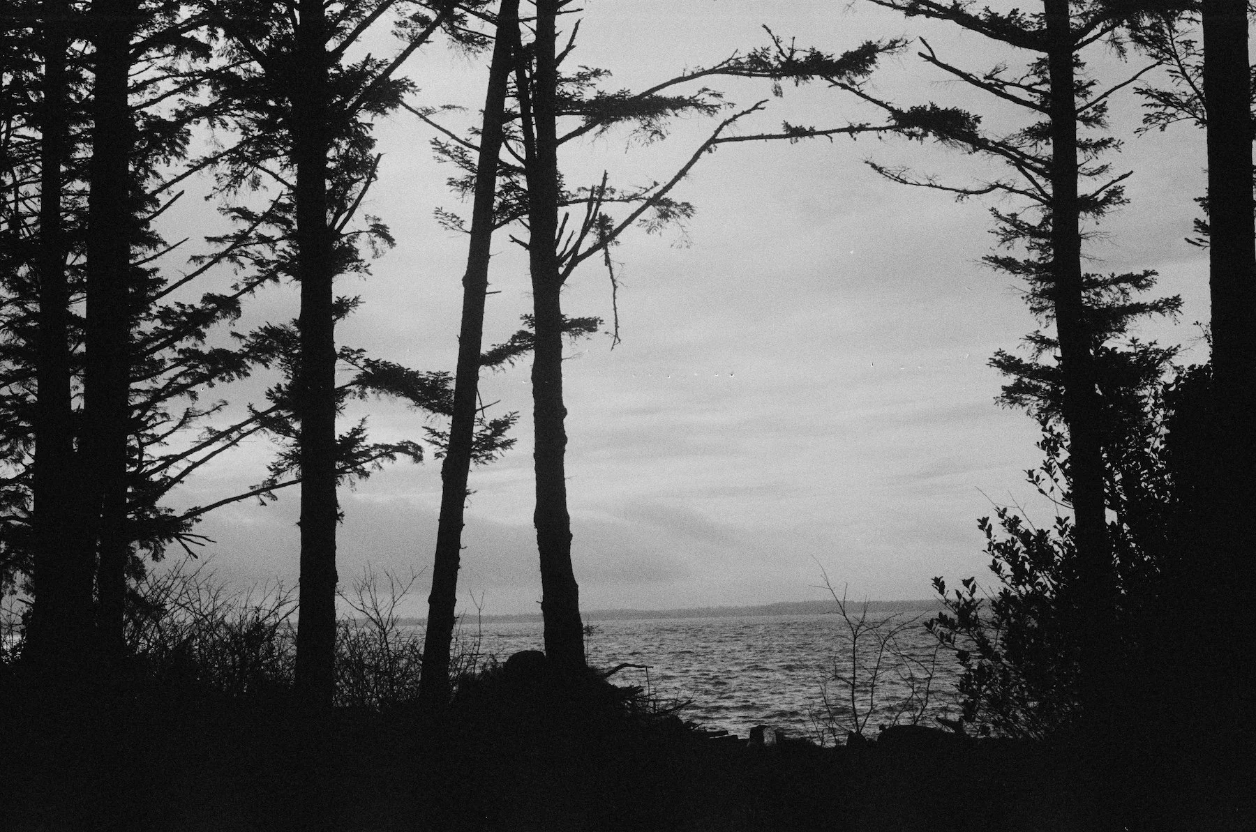 A black-and-white photo shows a stand of trees, with the Pacific Ocean seen through them.