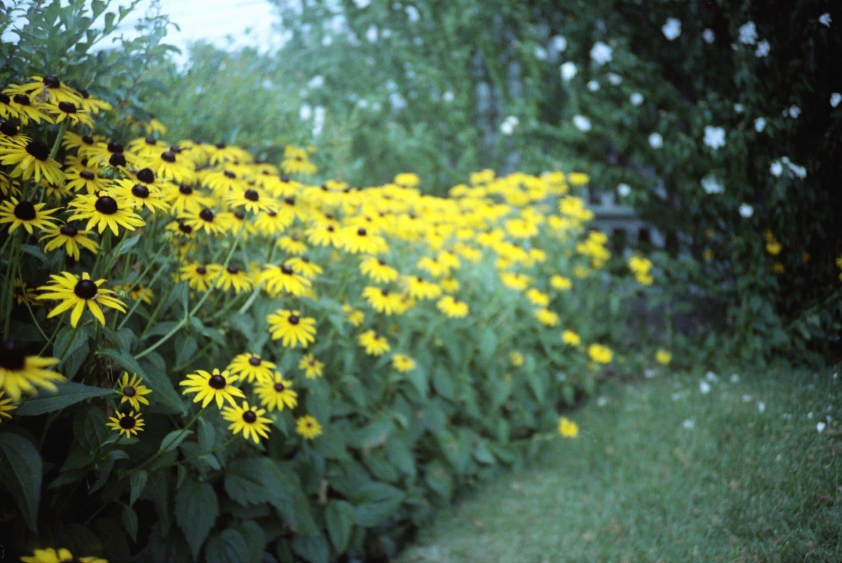 A stand of yellow sunflowers moves in and out of focus, with green grass and foliage filling up the frame.