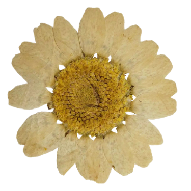 A dried, shriveled daisy flower with pale yellow petals and a textured, yellow center.