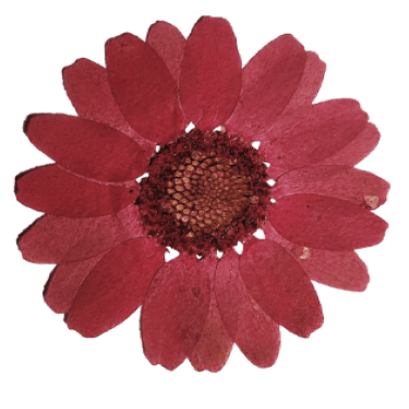 A pink daisy flower with a dark center on a black background.