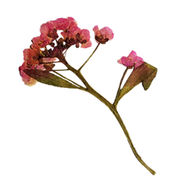 A dried pink and purple flower with a long, thin stem and a few withered leaves.