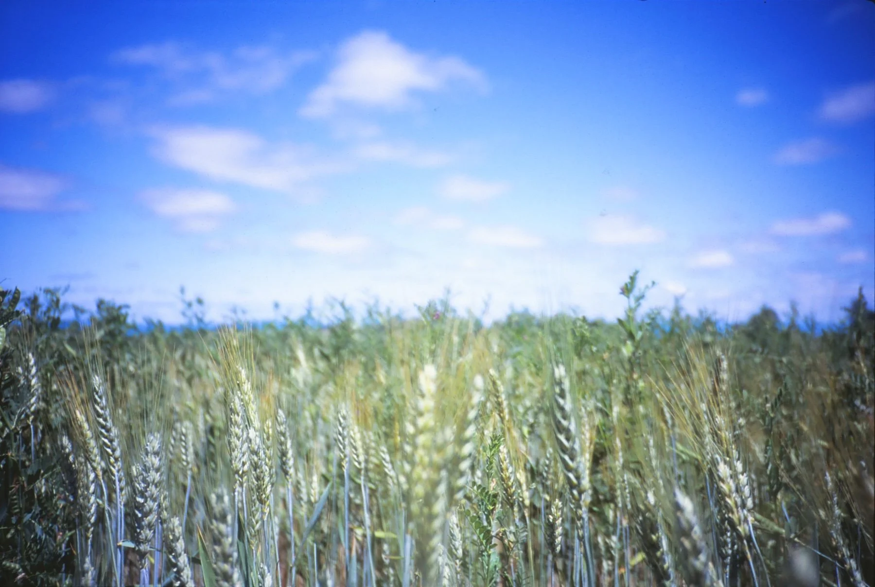 A film photo shows a green and tan wheat field below a bright blue sky.
