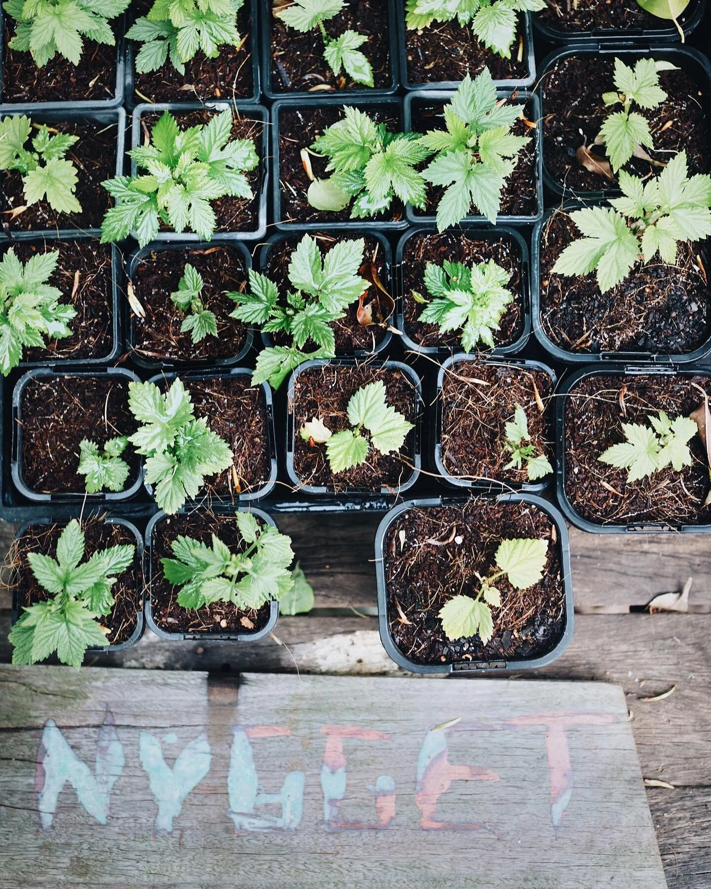 hops propagation trials; all coco peat. all meristem cuttings. all surviving 4 weeks deep