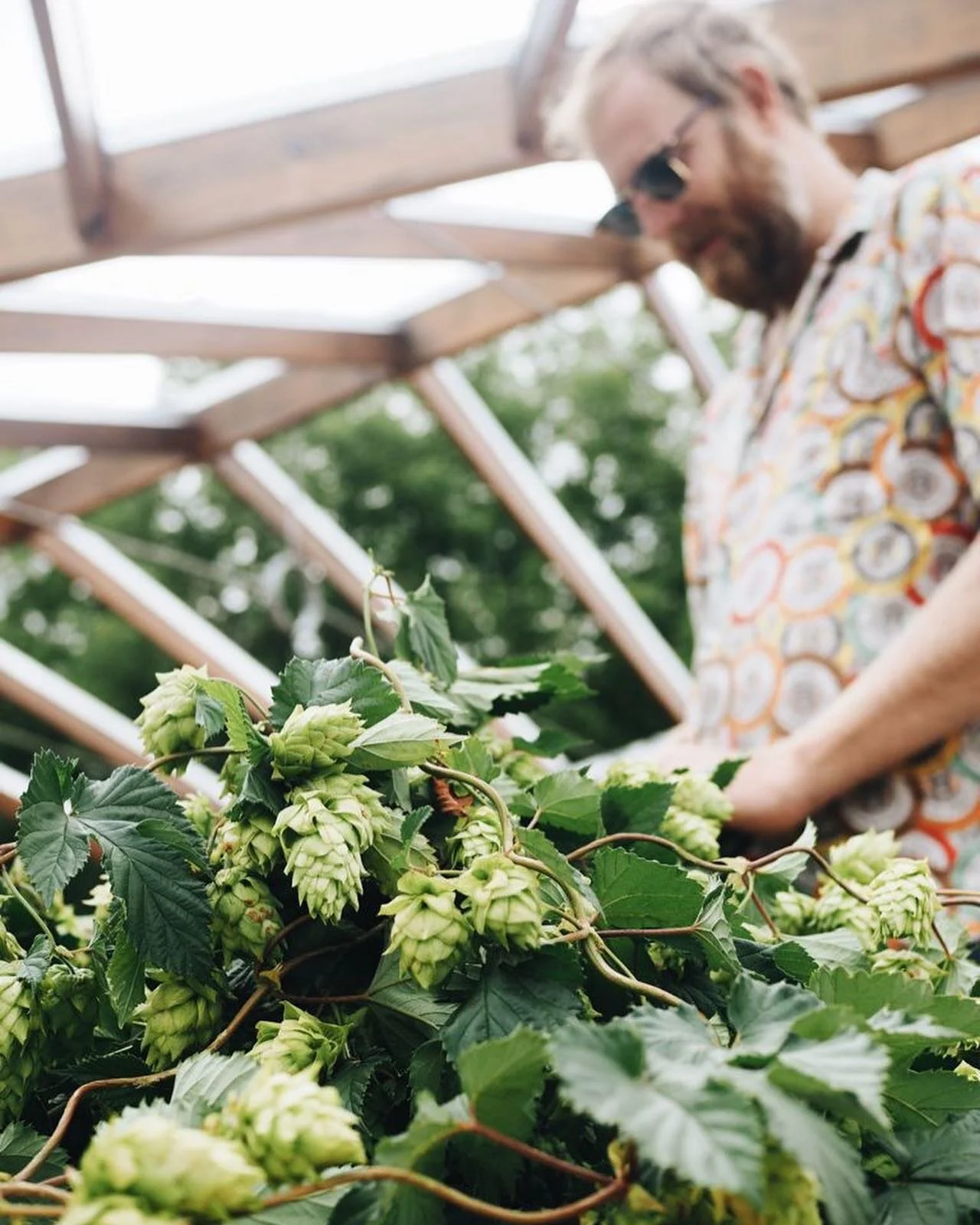 a modest harvest from first year late planted questionable origin hops from the pilot yard earlier this year. this season is looking substantially larger. thanks pinchy @pinch_dash_glug
