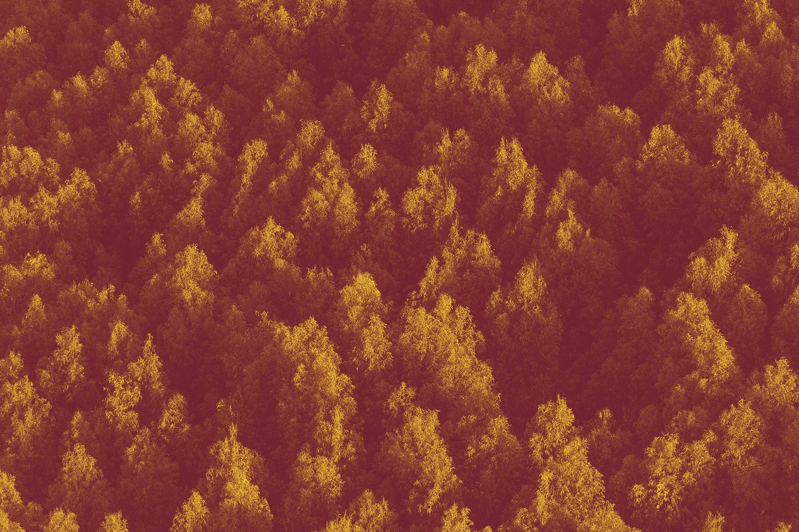 An aerial view of a forest with trees in autumn colors, from photography Tom Blachford