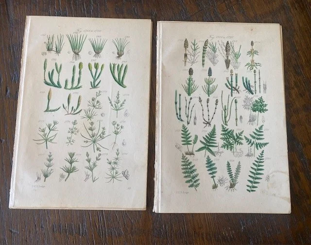 Botanical4.jpg