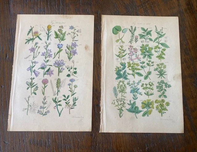 Botanical2.jpg