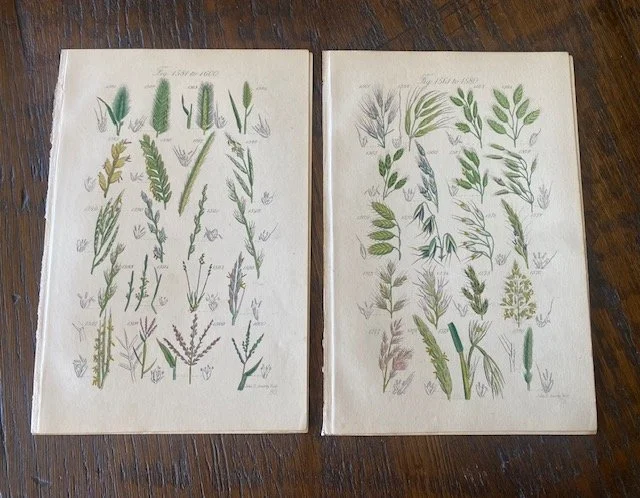 Botanical3.jpg