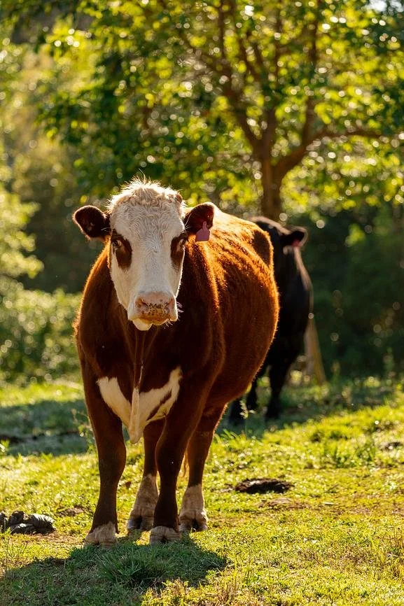 Carinya Cow
