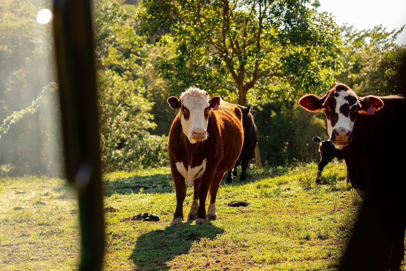 Cow on Carinya Farm (Copy)