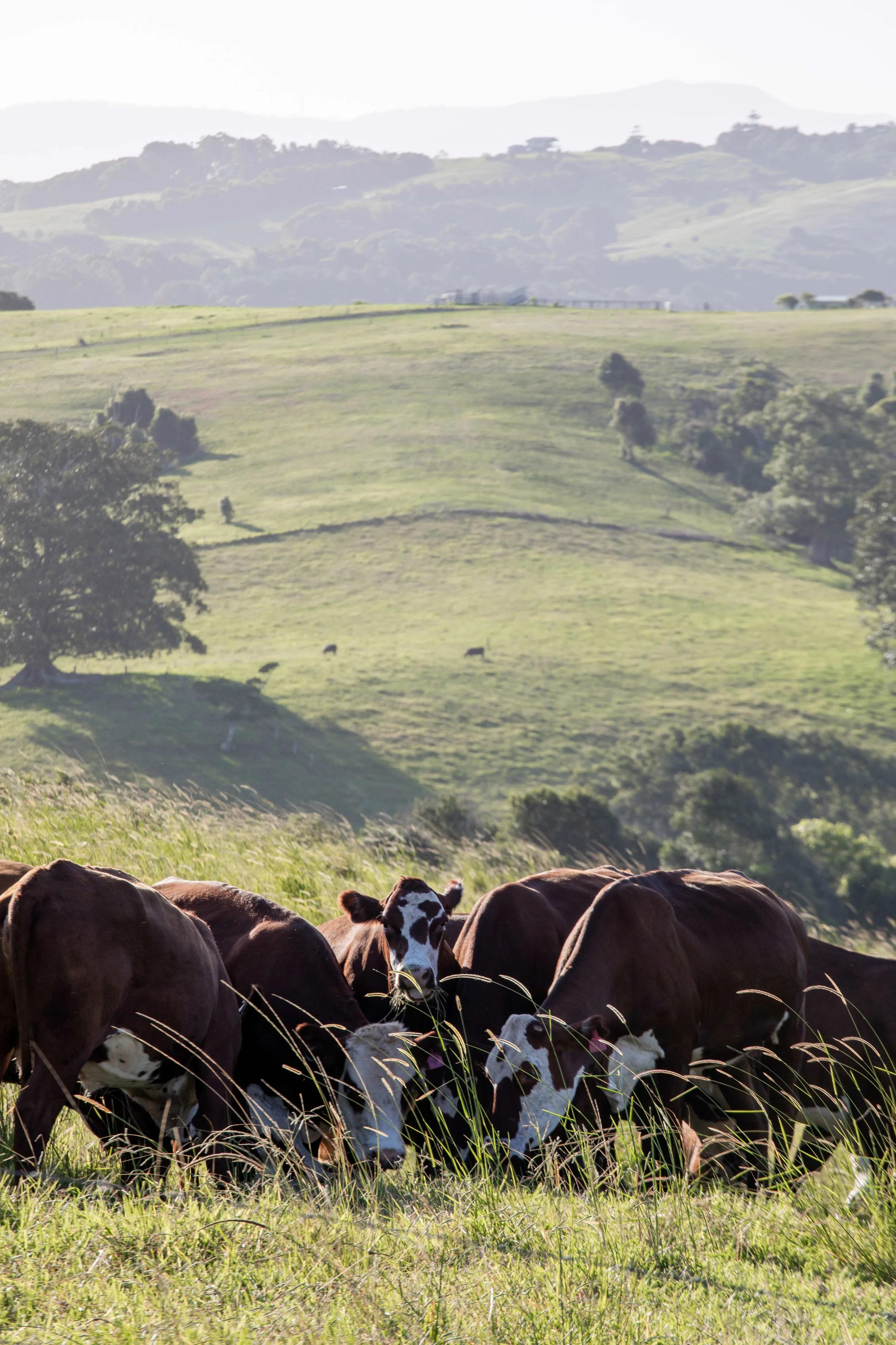 Cows in hinterland