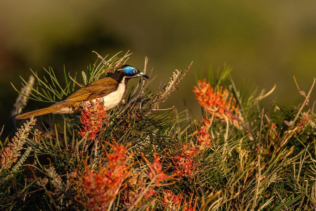 CarinyaByronBay_Villa_Honeyeater_2.jpg