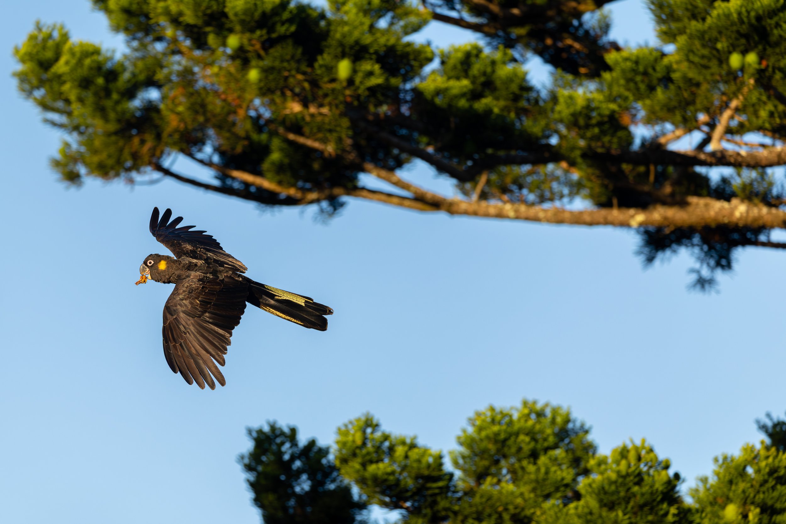 Black cockatoo flying over trees at Carinya