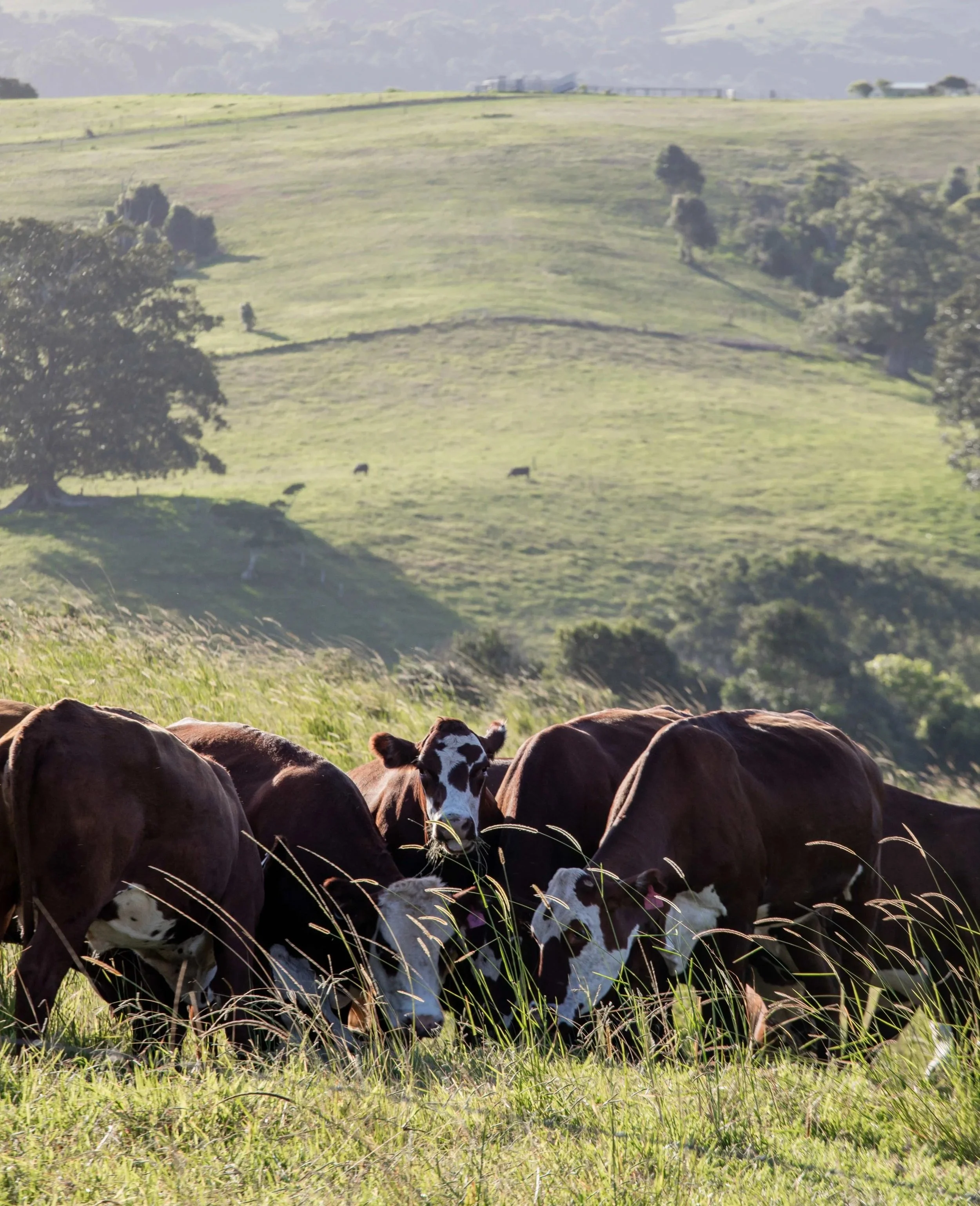 Cows in byron bay hinterland