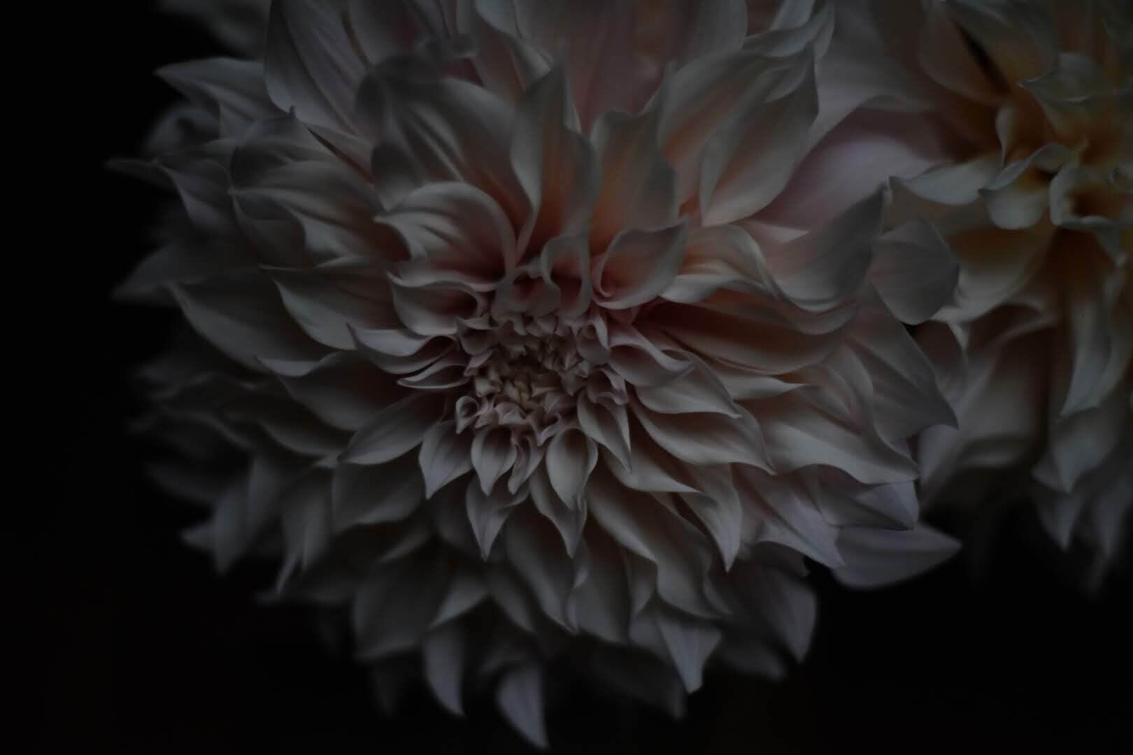 dahlia+(1)-1920w.jpeg