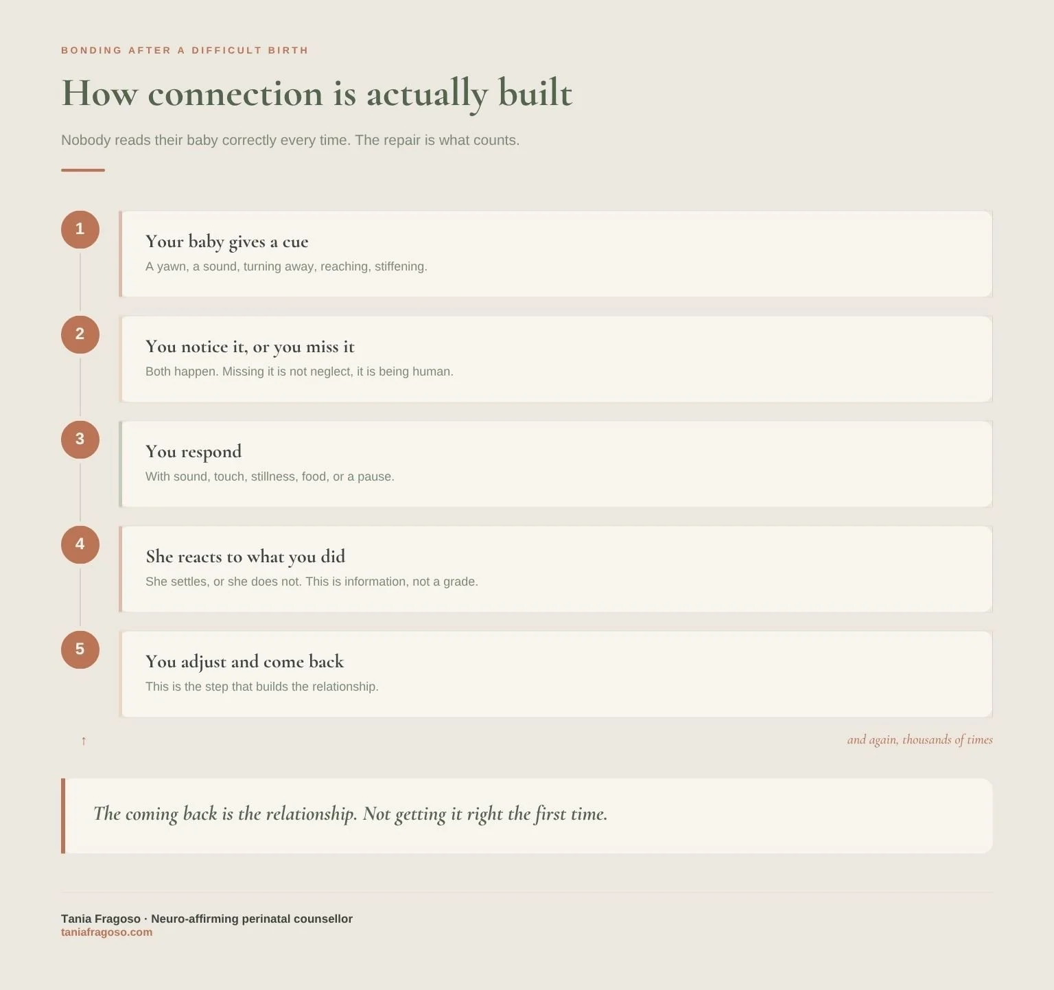 Five-step diagram showing how connection is built between a mother and newborn: the baby gives a cue, the mother notices or misses it, she responds, the baby reacts, and the mother adjusts and comes back.