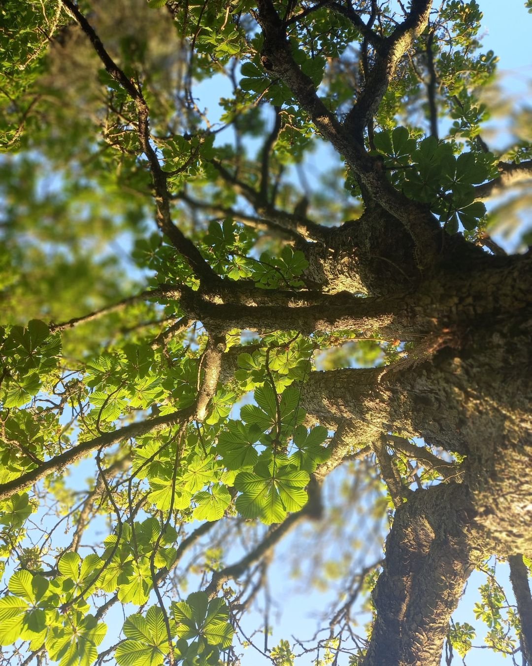 Primavera, renovação e bem-estar: como o yoga pode ajudar a reduzir o stress. Aveiro, experimenta uma aula de Yoga
