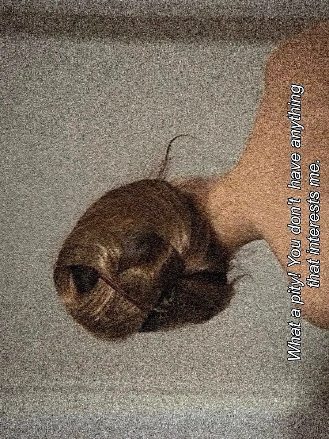 Salvare la faccia, 1969