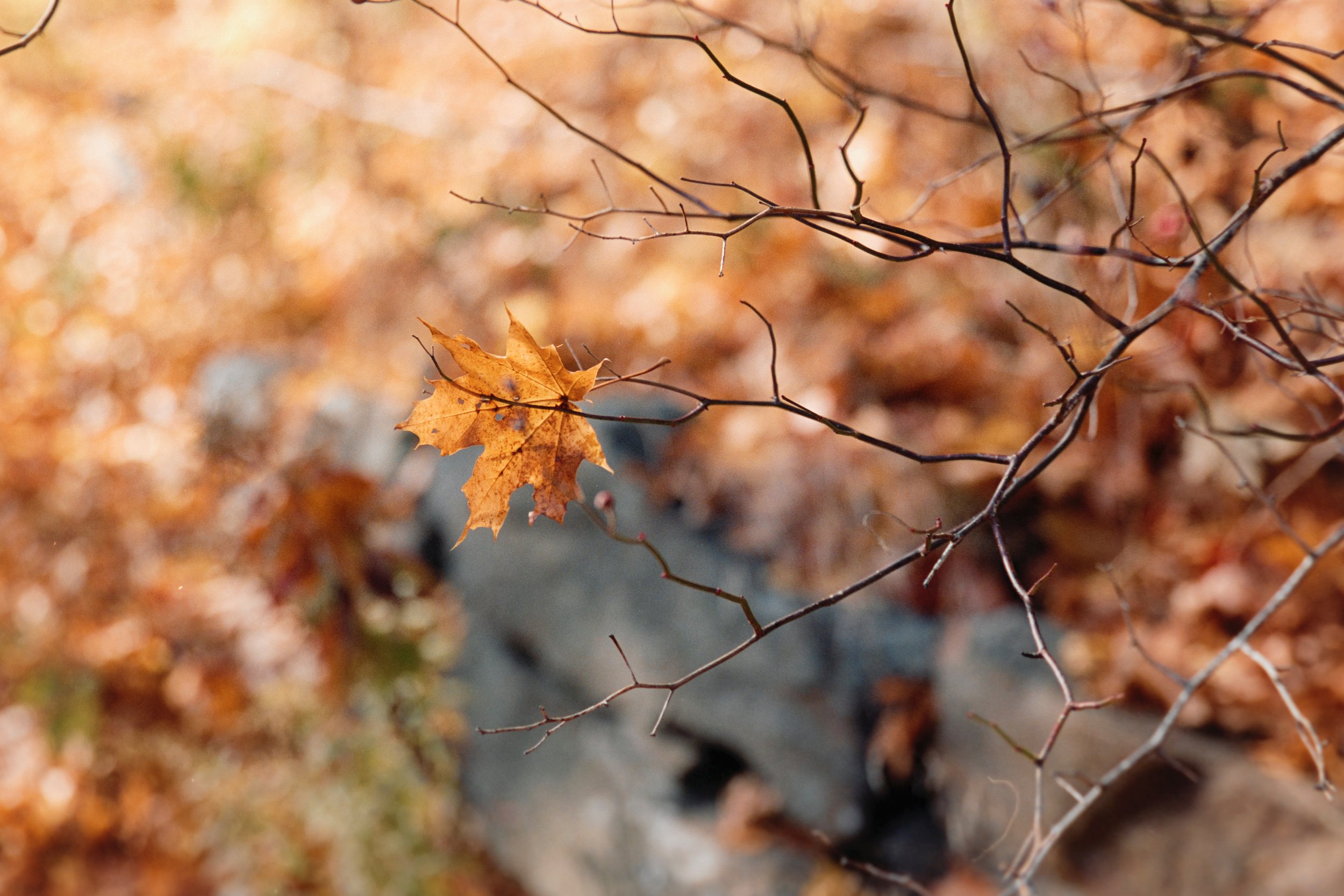 24D09034-positive.jpeg
