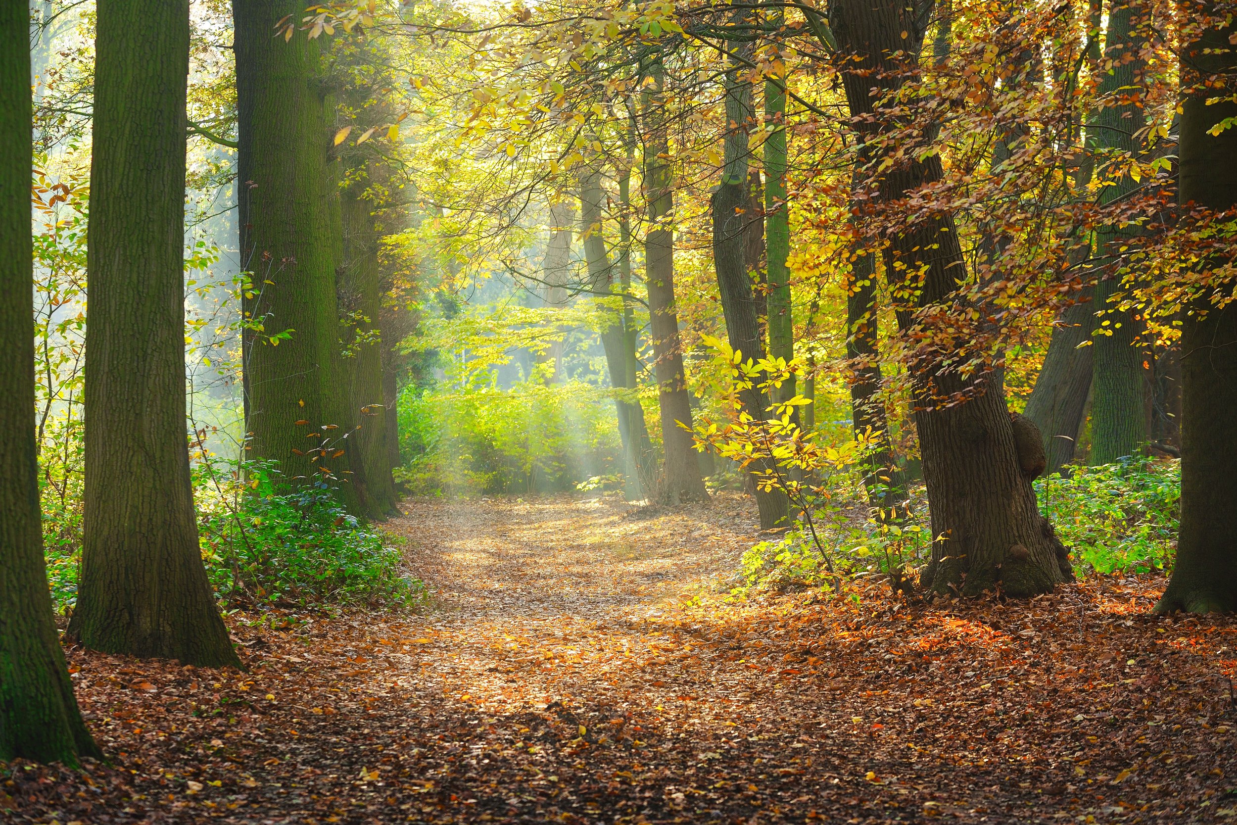 autumn-forest-nachtegalenpark-in-antwerp-SBI-300738504.jpg