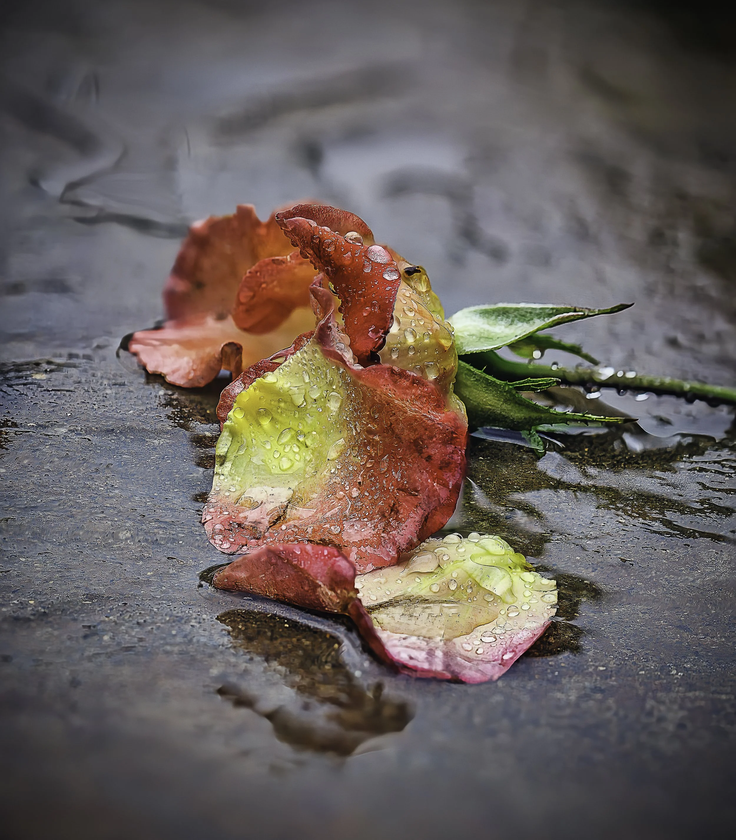 www.jeffcarniephotography.com (3 of 5).jpg