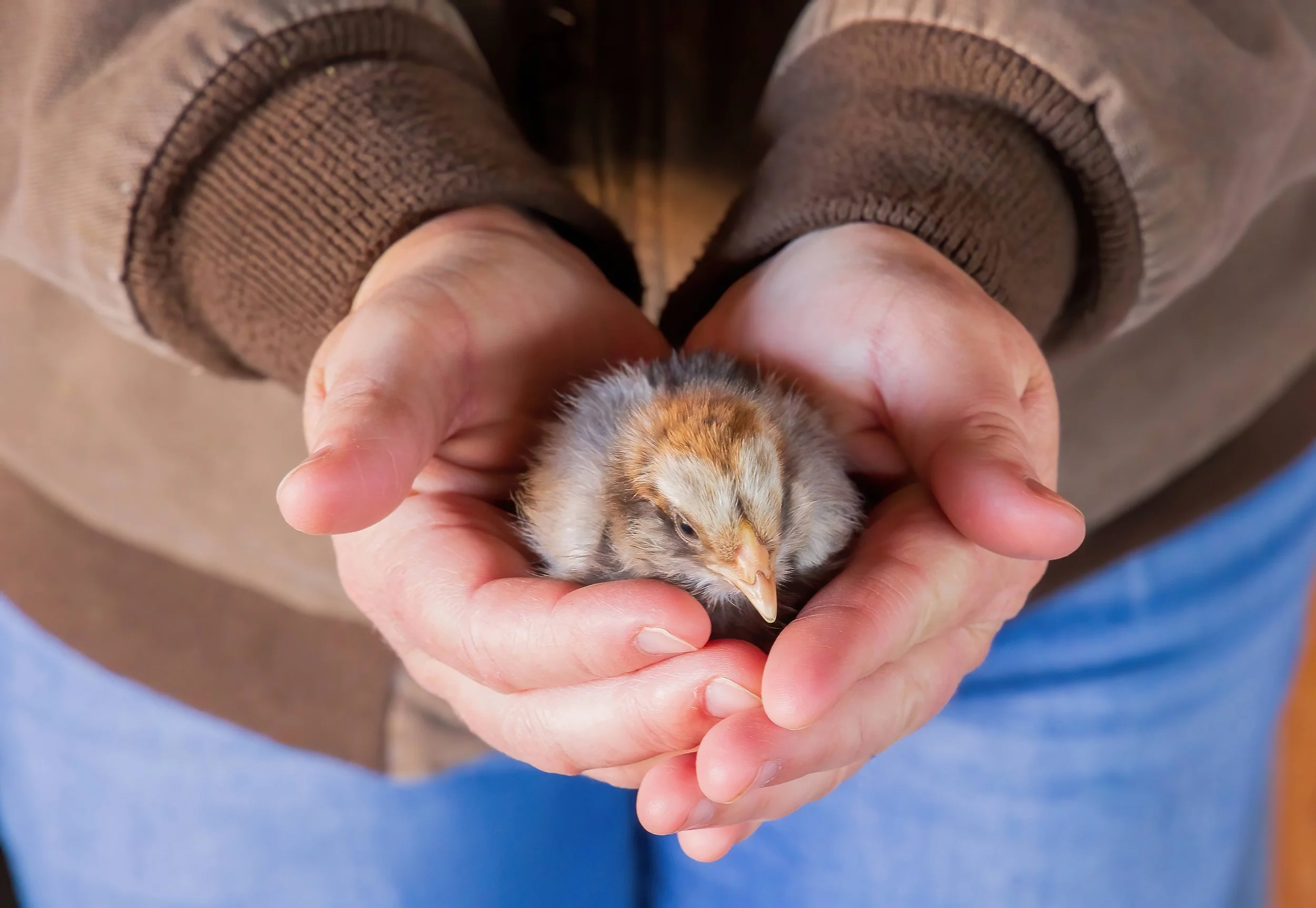 Chick in A Hand