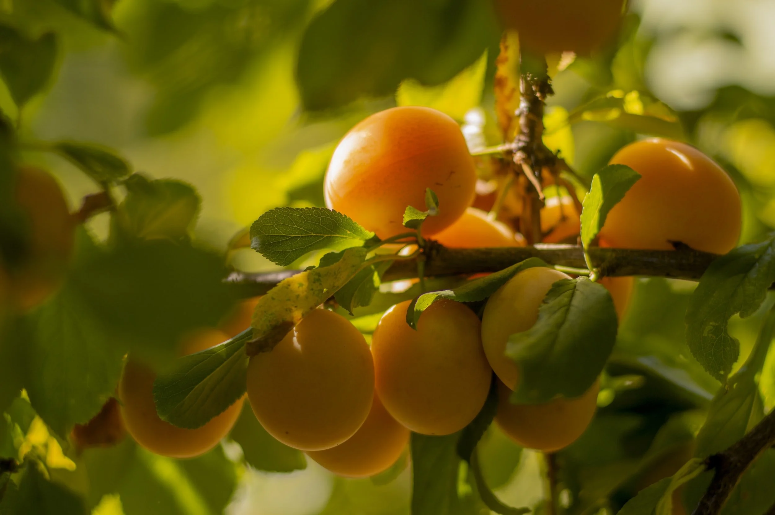 2021 Orchard Management Webinar Series - Production Management