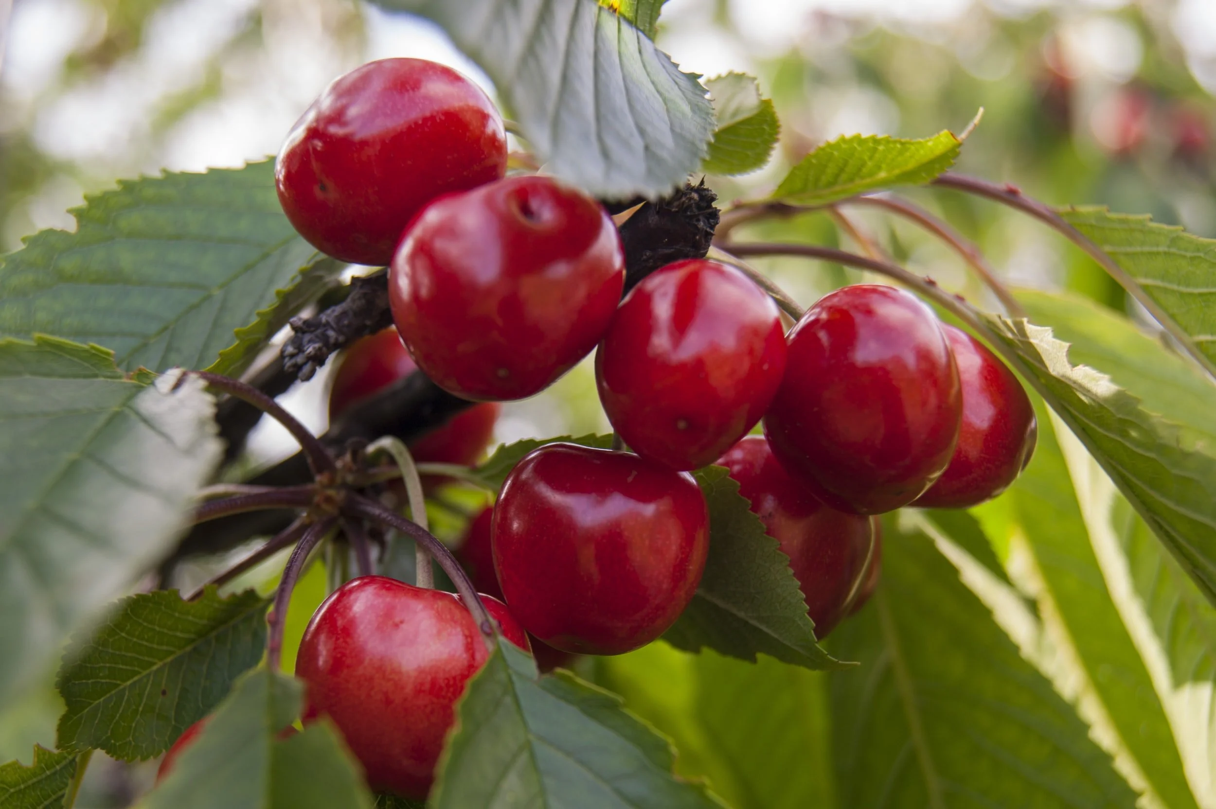 2021 Orchard Management Webinar Series - Pest Management