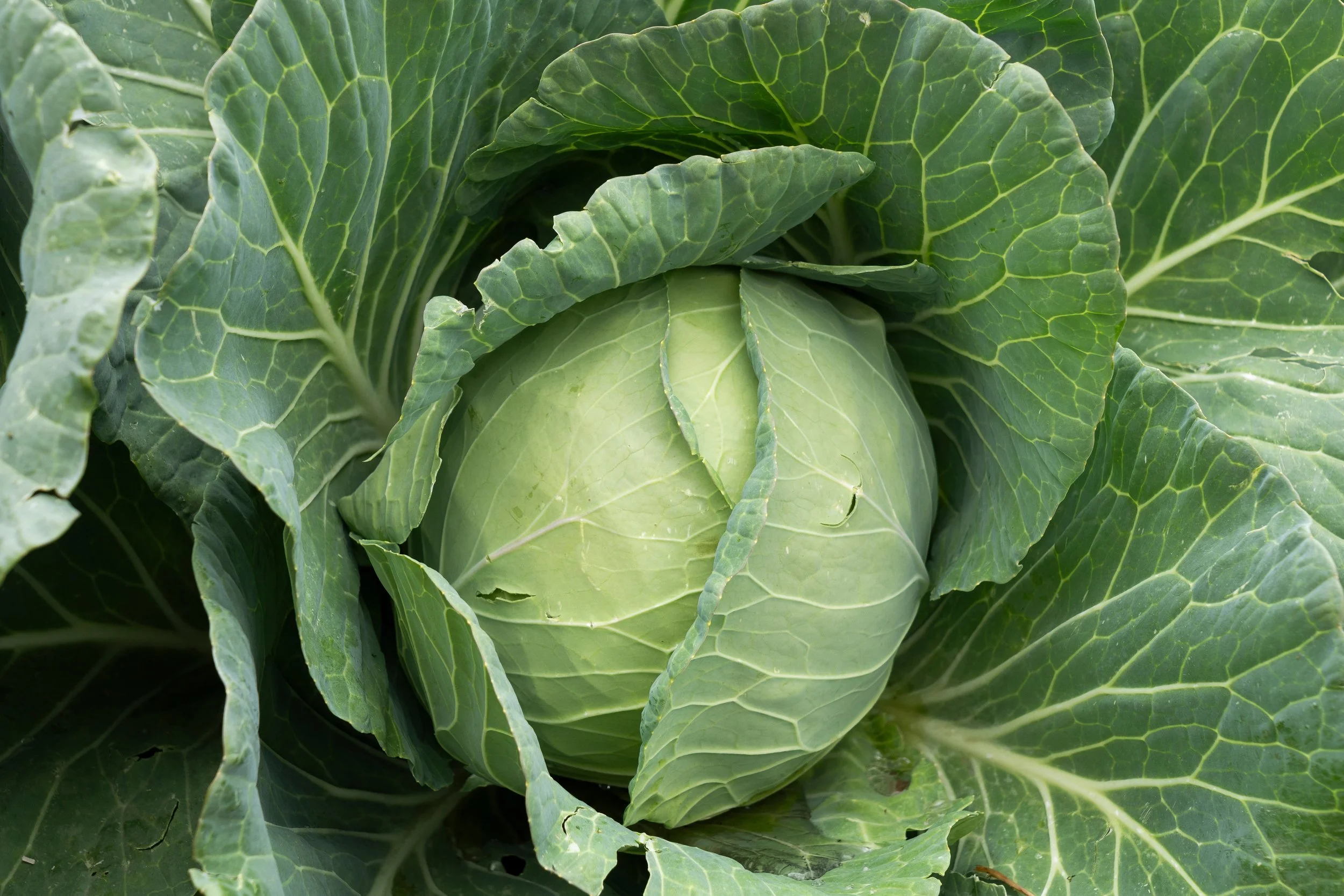 Cabbage