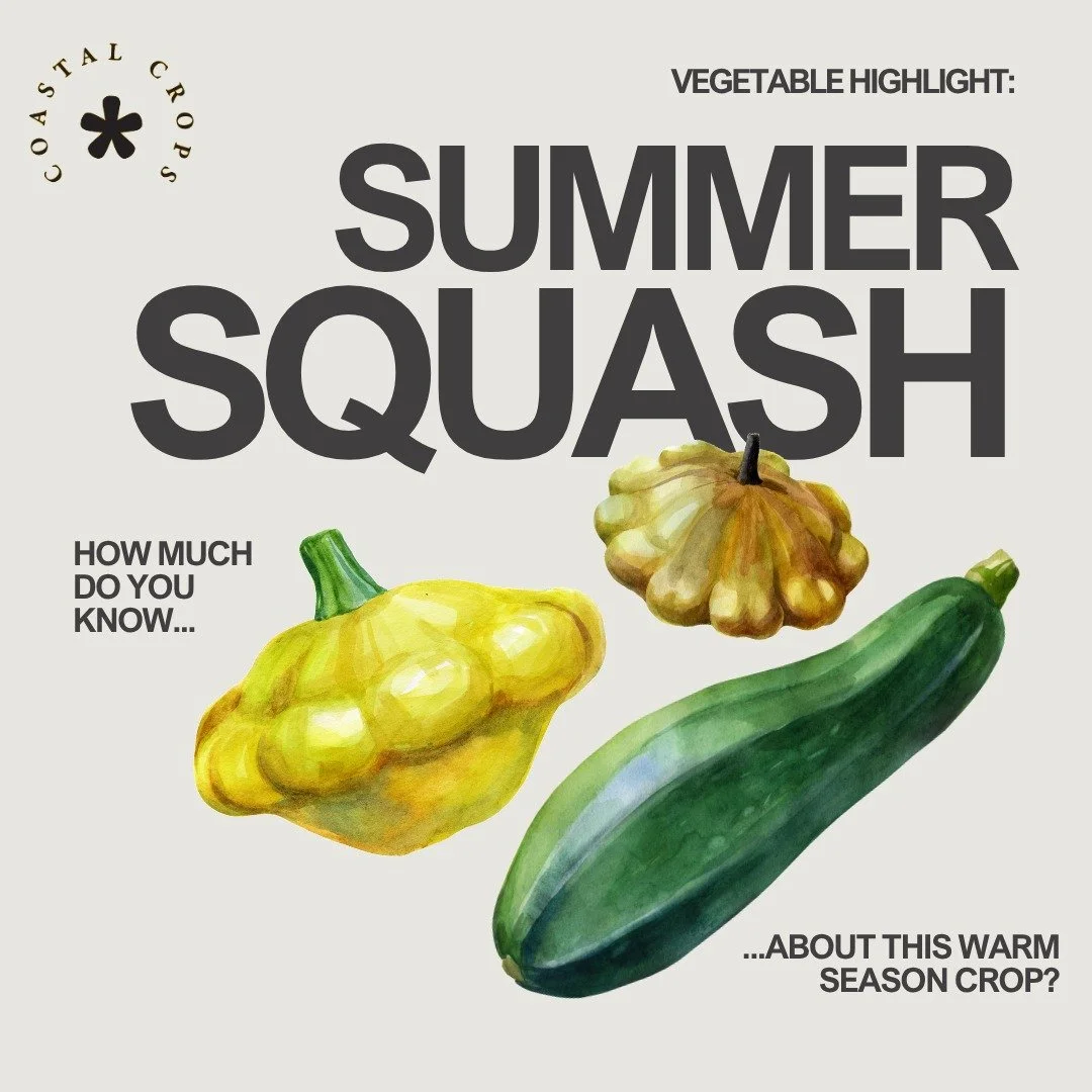 🏖️🎃Summer squash is a warm-season crop harvested at the immature stage. This vegetable shares the same family (Cucurbitaceae) as other gourds like cucumber and melons. How much do you know about summer squash?

Did you know summer squash is also kn