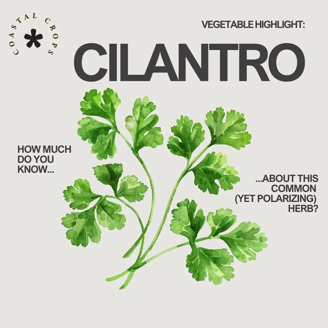 🌿😋Do you (or does someone you know) dislike cilantro? It might have to do with genetics. For most people, cilantro tastes fresh and fragrant, but for some, it tastes like soap and dirt. A cluster of olfactory receptor genes, including gene OR6A2, m