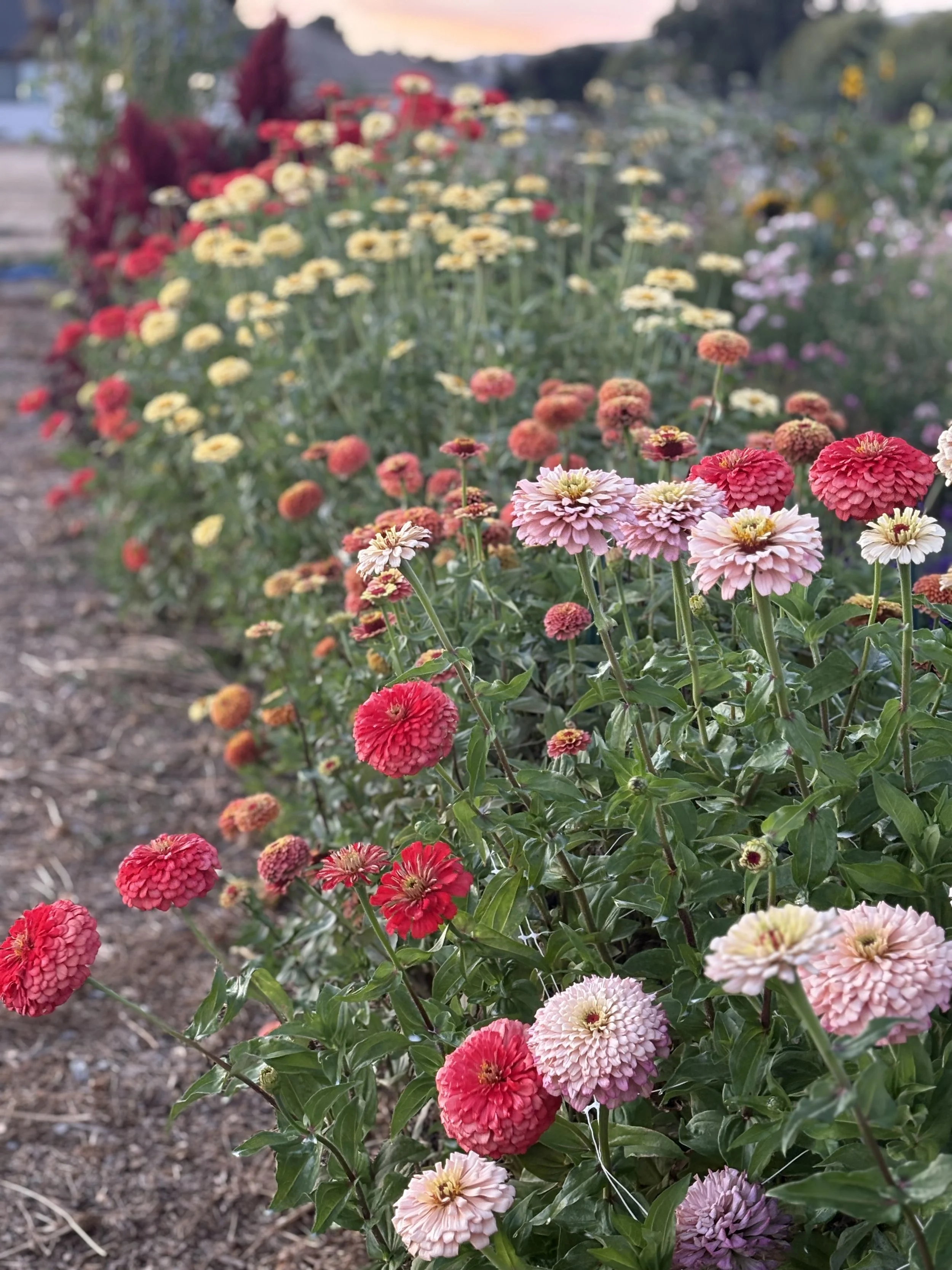 Agri-Link: Quarterly Newsletter from the Ag Liaison