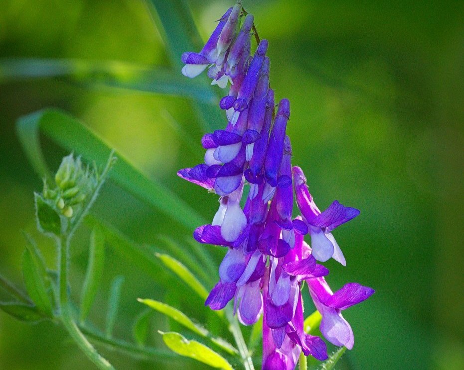 Hairy Vetch.jpg