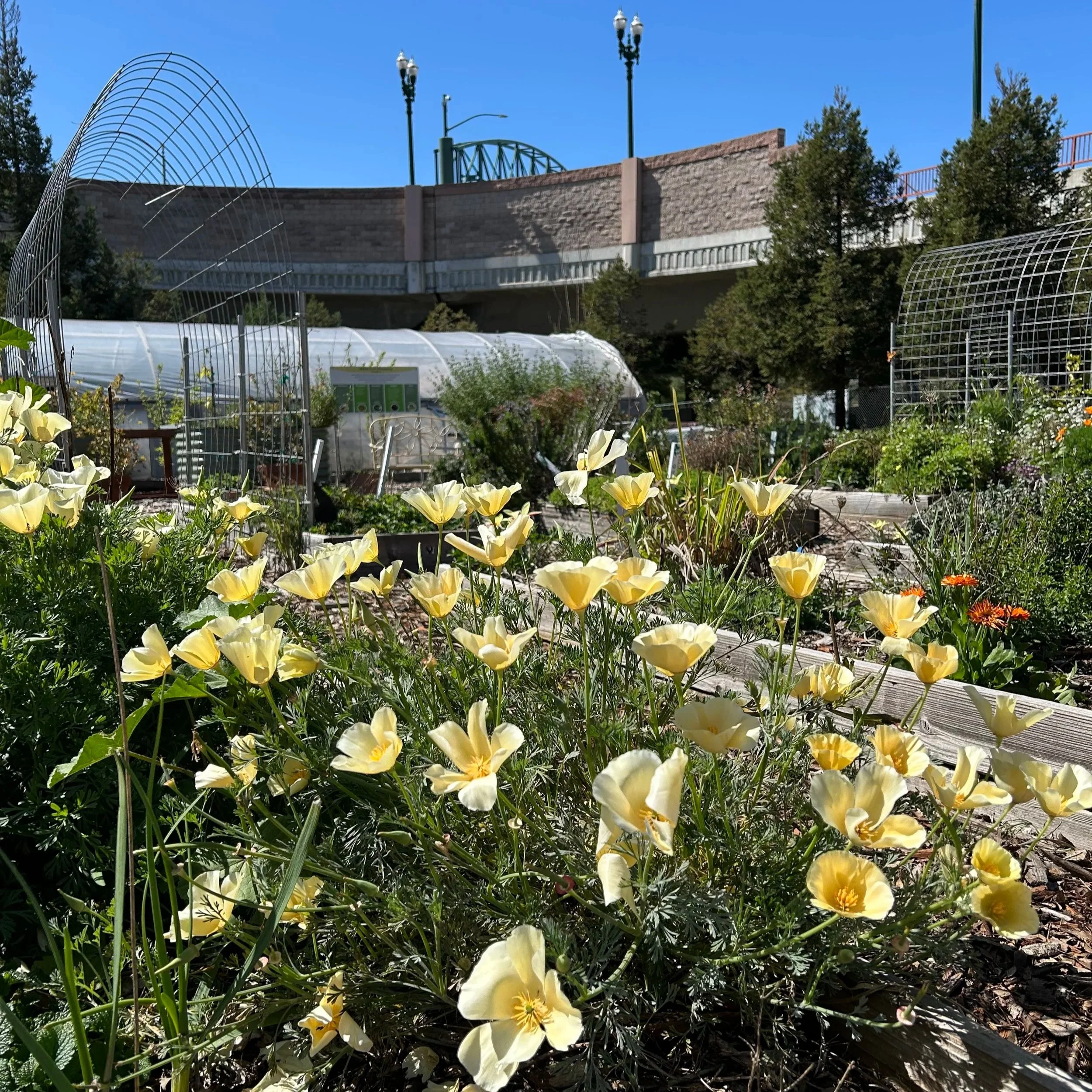 Yellow California poppies in front of a greenhouse. Behind the urban farm, a highway off ramp is visible.