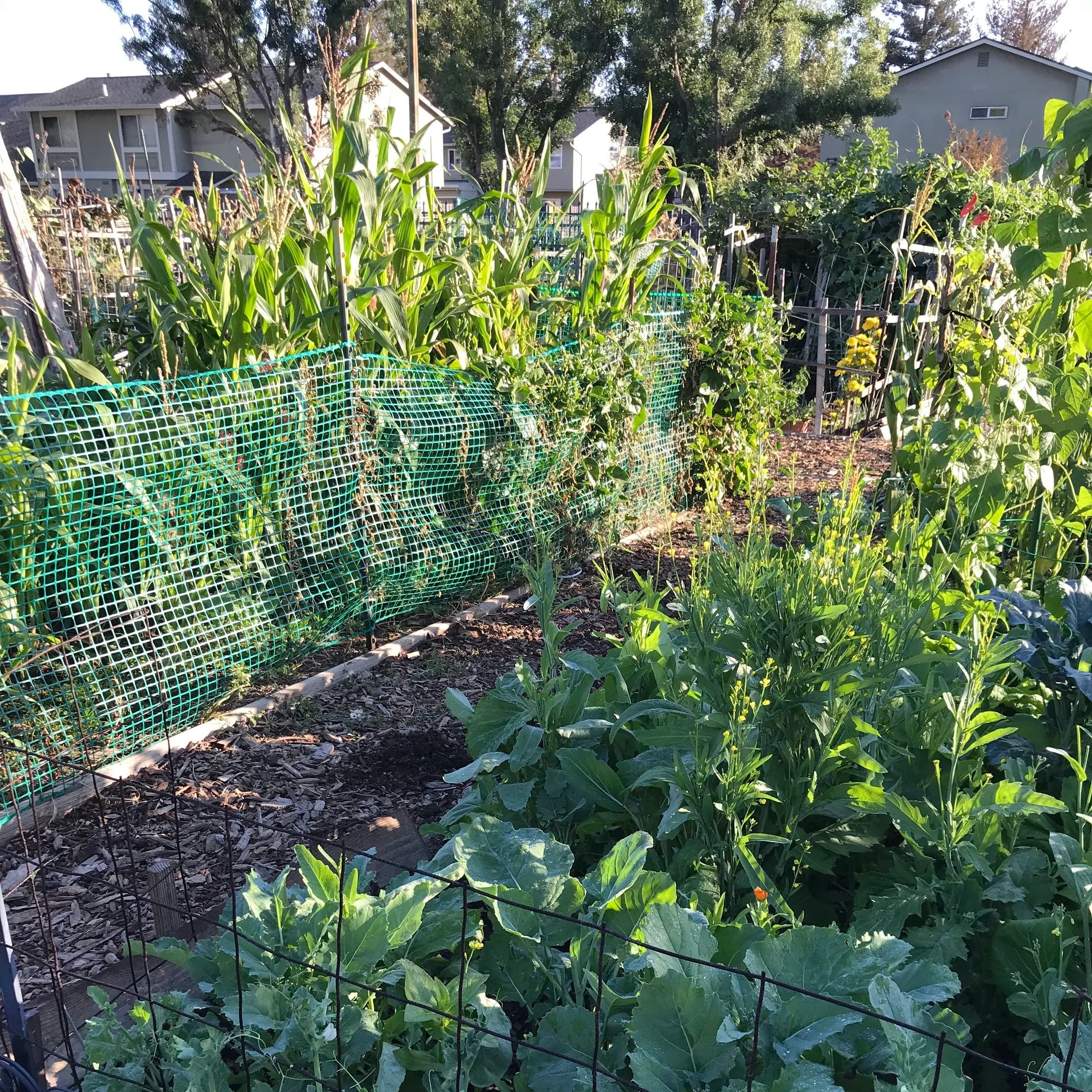 Community garden with corn and an abundance of plants. Homes are visible in the background