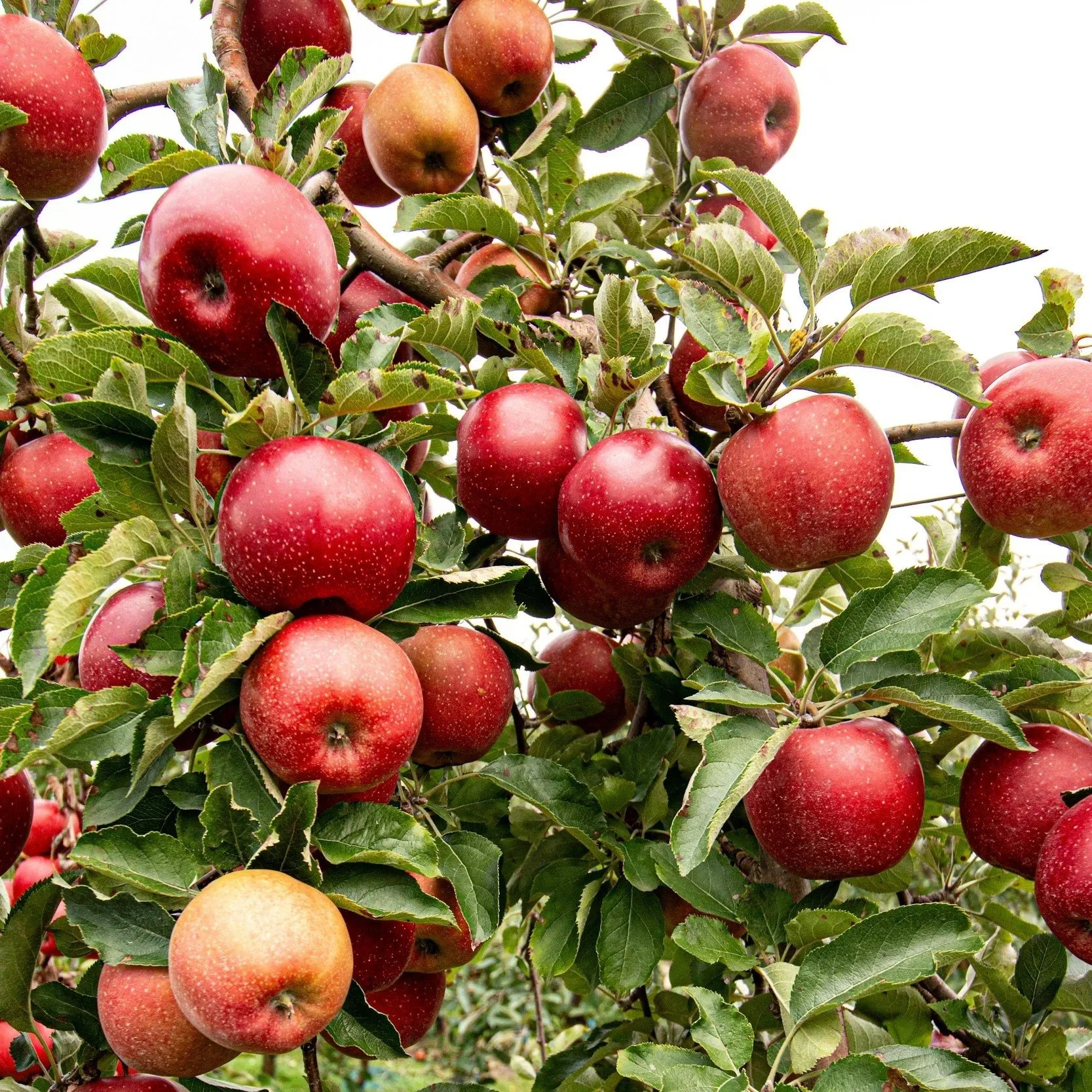 2025 Tree Crops Workshop