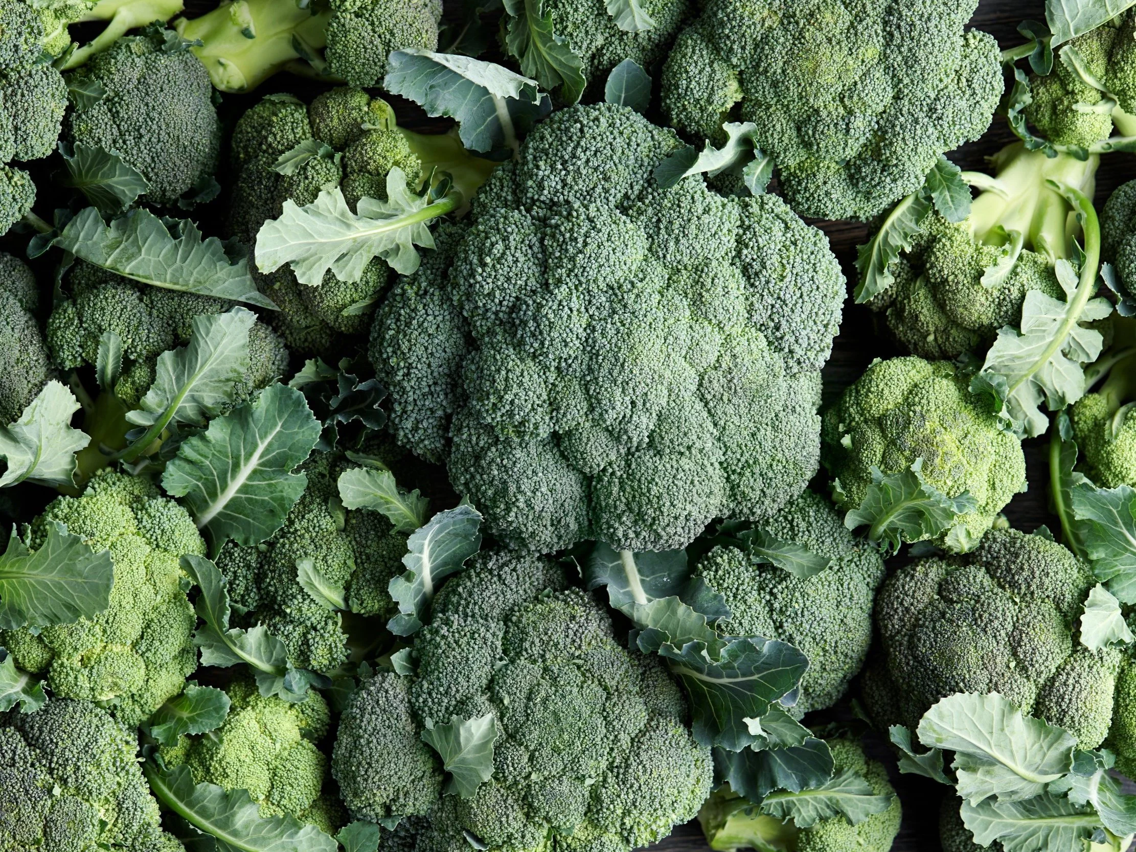 Broccoli — Central Coast Farms