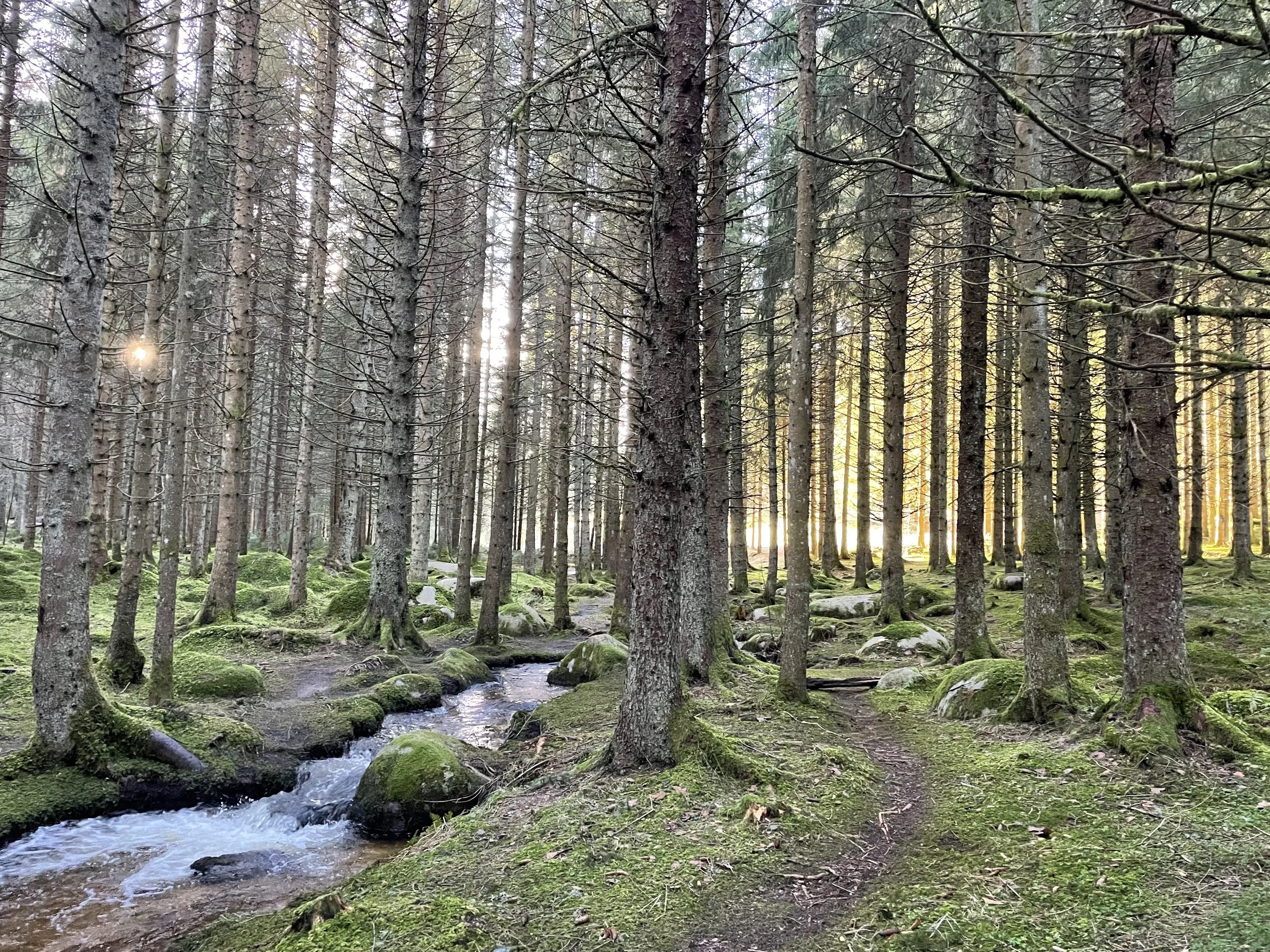 Das Licht in uns neu gebären