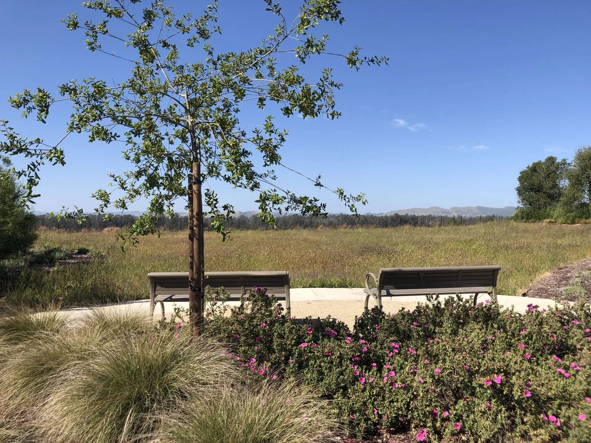 Monarch Dunes