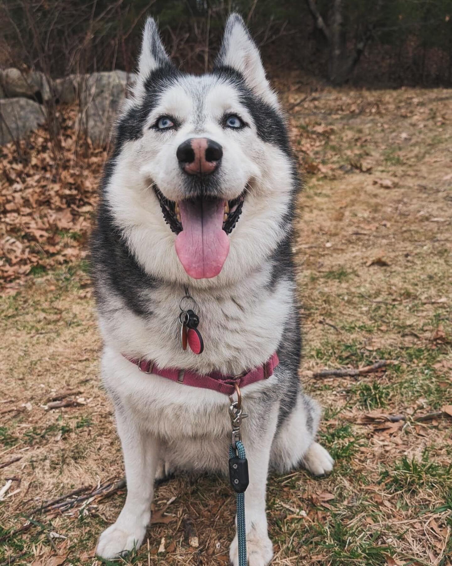 Welcome to the pack Beacon! 💚
Beacon is a five year old husky mix! We dare you to not get lost in her watercolor eyes! She&rsquo;s fitting into the pack like she&rsquo;s always been a part of it and we can&rsquo;t wait to work with her more 🐶

#dog