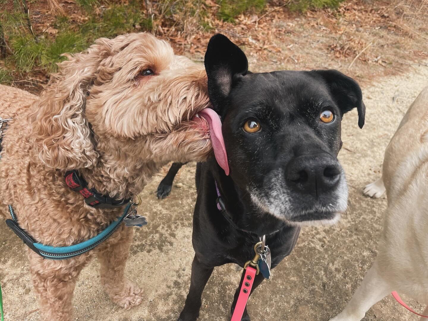 Kisses on the trail today (mainly from Murphy 💋 👅)

#dogsgohiking #dogsofinstagram #doodlesofinstagram #goldendoodle #labradoodle #mutts #muttsofinstagram #goldenretriever #dogwalker #southshorema #northshorema #scituate #hingham #norwell #cohasset