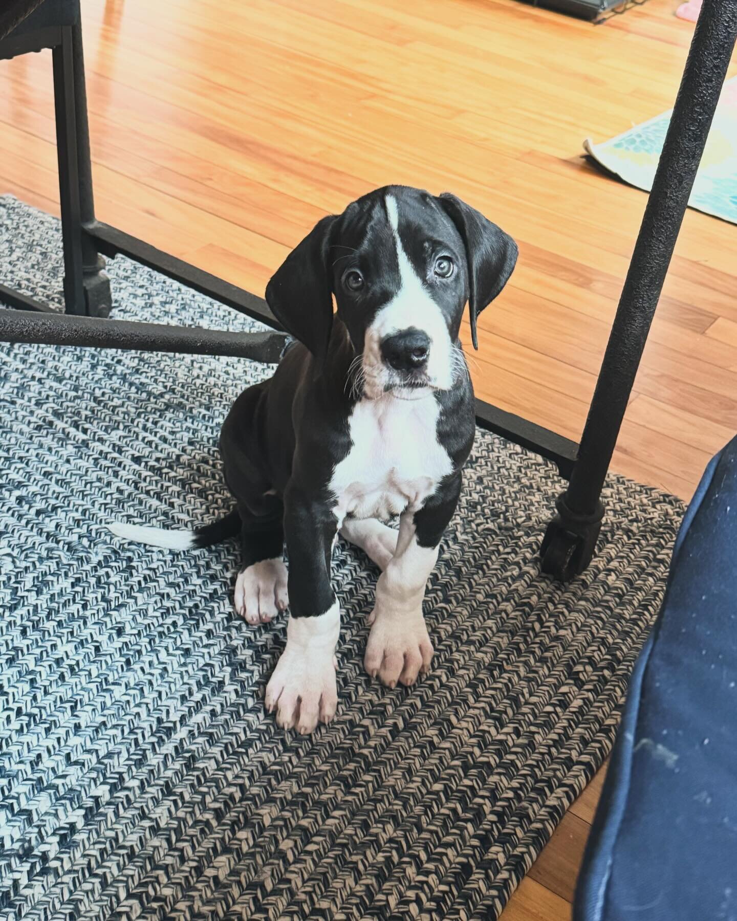 Welcome to the pack to these 3!
We have 3 new DGH pets we&rsquo;d like everyone to meet: Major, a Great Dane puppy who&rsquo;s as cute as his paws are big, in the second slide we have Frank (tentatively named), the cutest little rescue from @gdrne , 