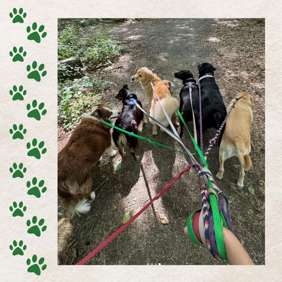 Unleash the fun with a two-hour hike! 🌲🦴

Our two-hour hikes offer plenty of exercise and socialization in a safe, structured environment for your furry friend! They will have a blast exploring with a pack of well-behaved companions of all breeds a