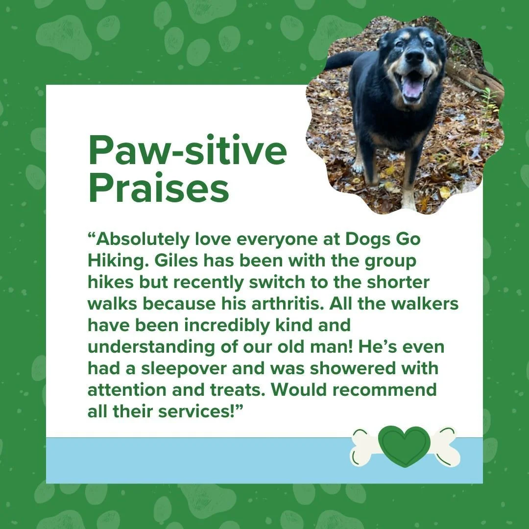 We&rsquo;re so grateful for kind reviews like this one!🐾 
Thank you for trusting us with Giles&rsquo; care, we&rsquo;re thrilled he enjoys his time with us!❤️ 
Join the pack today at dogsgohiking.com.

#dogsgohiking #happypups #pawsitivepraises #cus